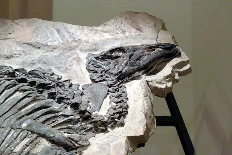 Museo di Storia Naturale di Trieste: fossili e squali