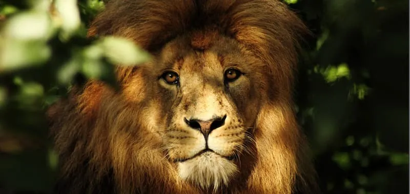 Parco Zoo Punta Verde: conservazione faunistica a Lignano