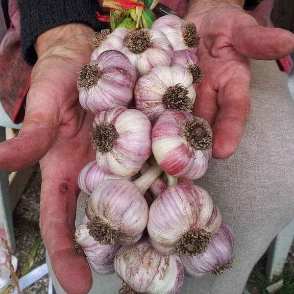 Aglio di Resia: il *Rosajanski Strok* Presidio Slow Food