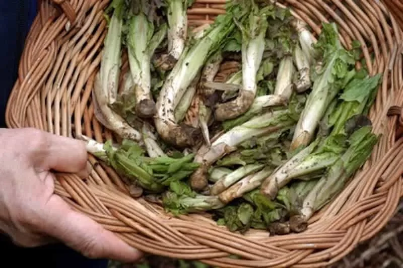 Radic di Mont: il radicchio selvatico delle Alpi Carniche - Gastronomia & Vino in Friuli Venezia Giulia