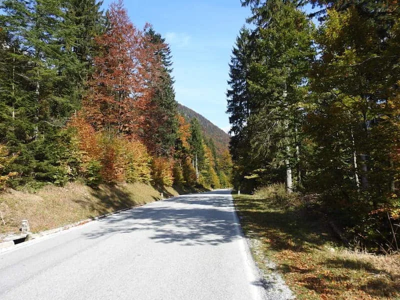 Foresta di Tarvisio: orografia, flora e l'abete di risonanza