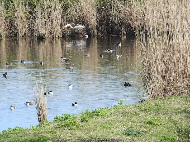 Riserva Valle Cavanata: l'ex valle da pesca a Fossalon