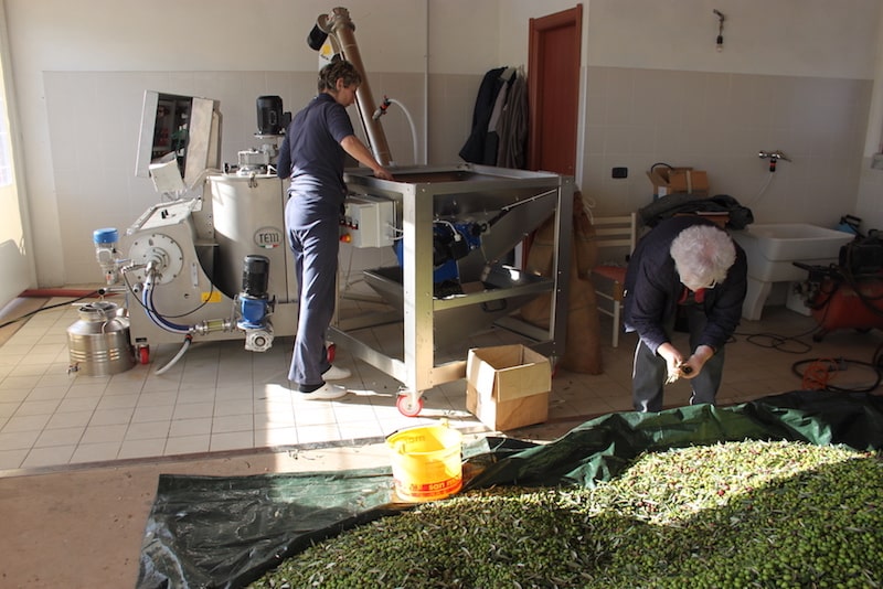 Lavorazione olive